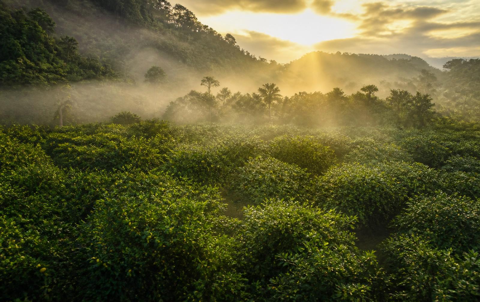Cultivo en el Caquetá